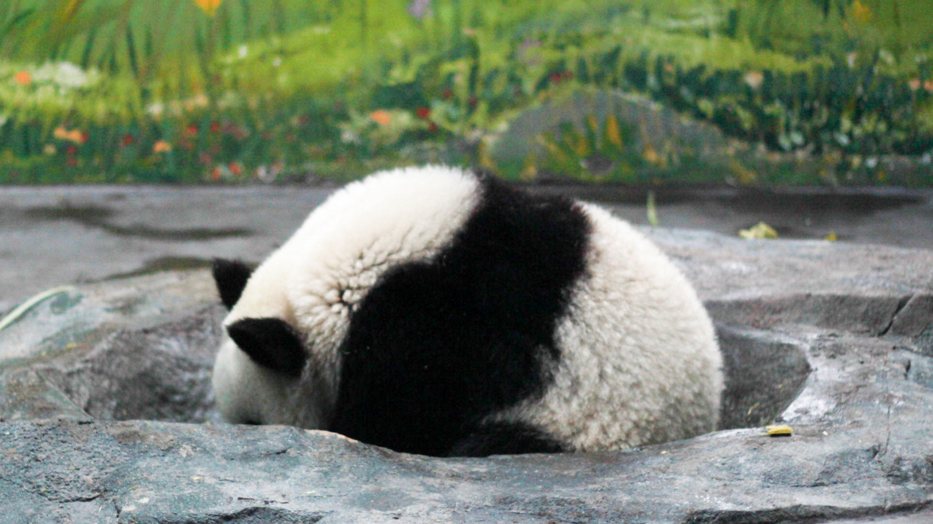 熊猫撅起屁股，对同伴发起了青团进攻，醒来后的毛笋一脸懵|毛笋|大熊猫|熊猫_新浪新闻