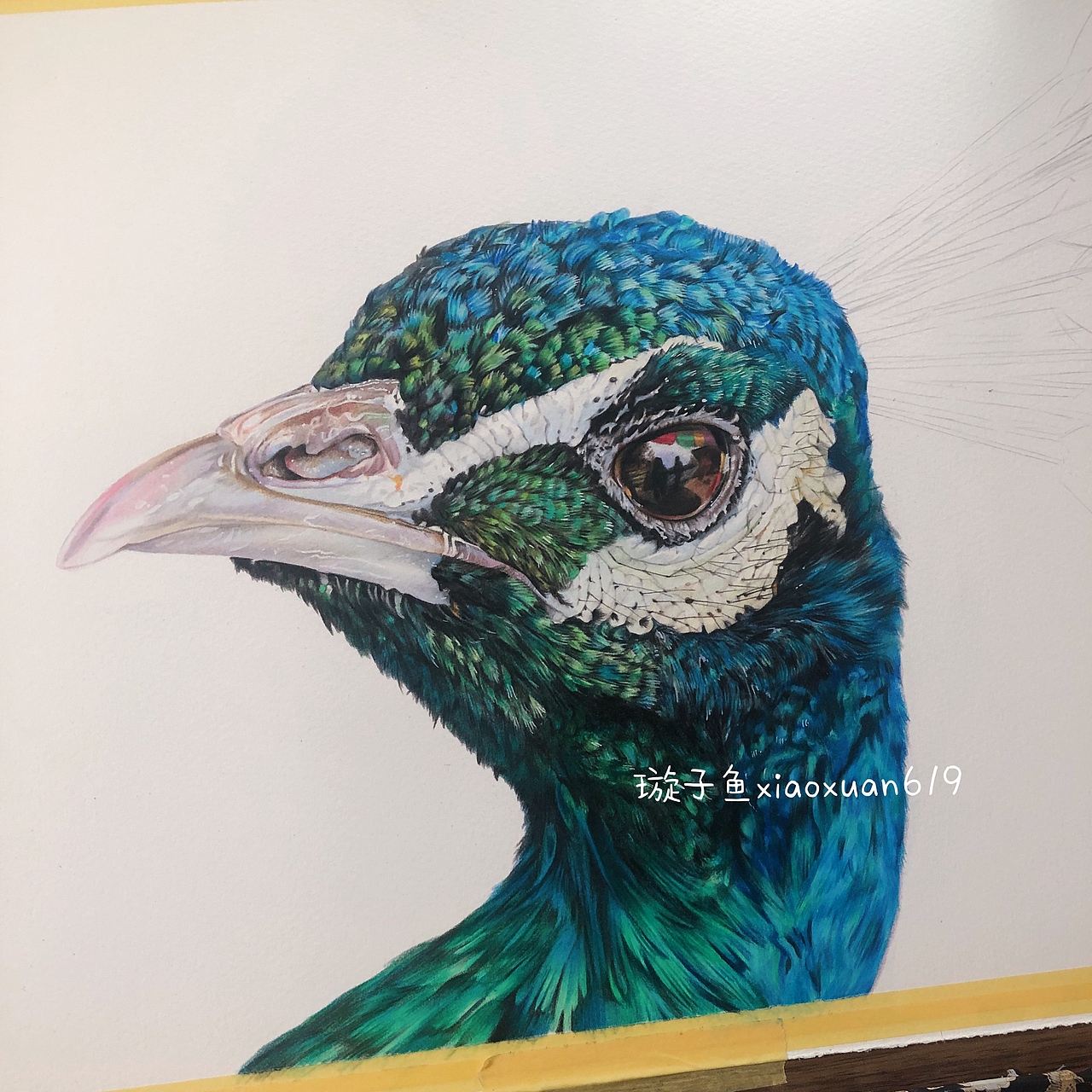 【璇子鱼彩铅作品】孔雀（图ZMjE3OTA1NTA4） - 绘画 - 站酷设计师璇子鱼原创素材 - 站酷ZCOOL