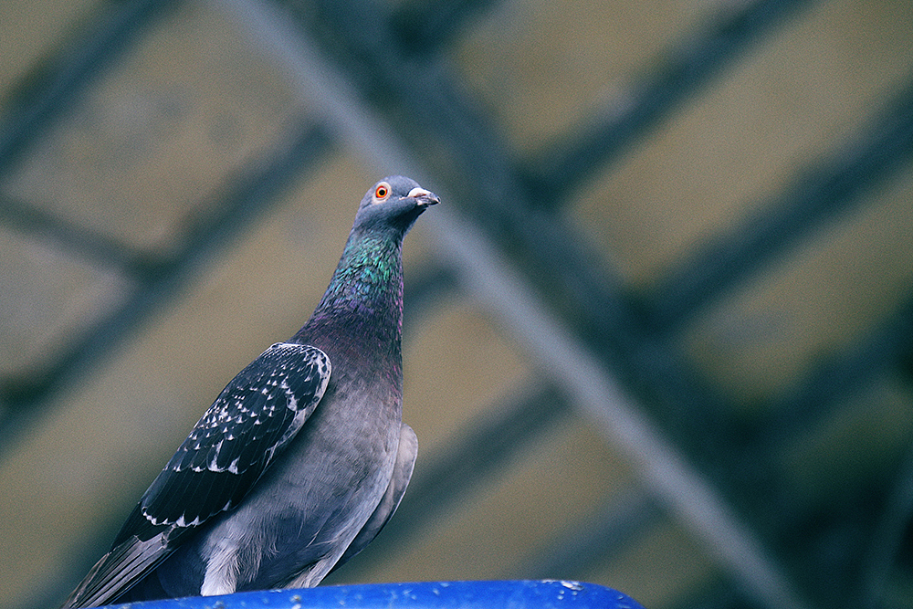 swim with the mother of hongkong|摄影|风光摄影|缪景卫_原创作品