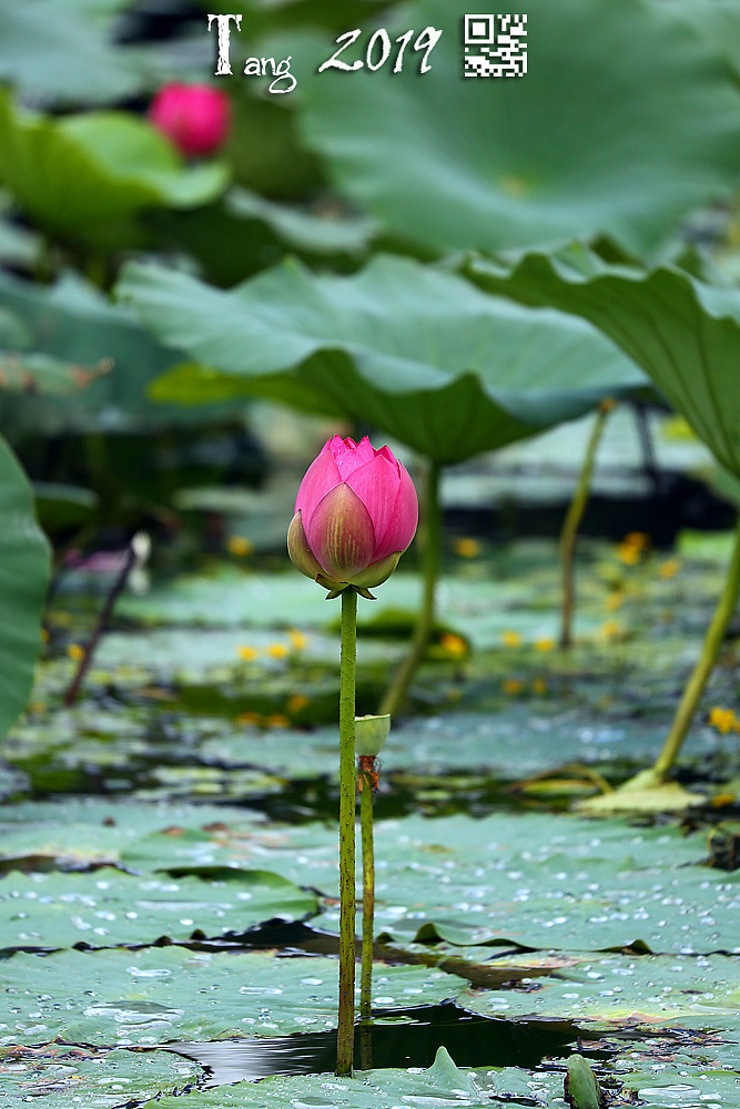 不能免俗的荷花（图ZMTczMzA4MTE2） - 产品摄影 - 站酷设计师marinetzk原创素材 - 站酷ZCOOL