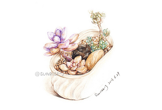 【@SUNRISE-J】绘多肉 --多肉植物彩铅作品