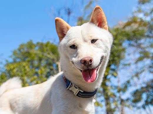 柴犬