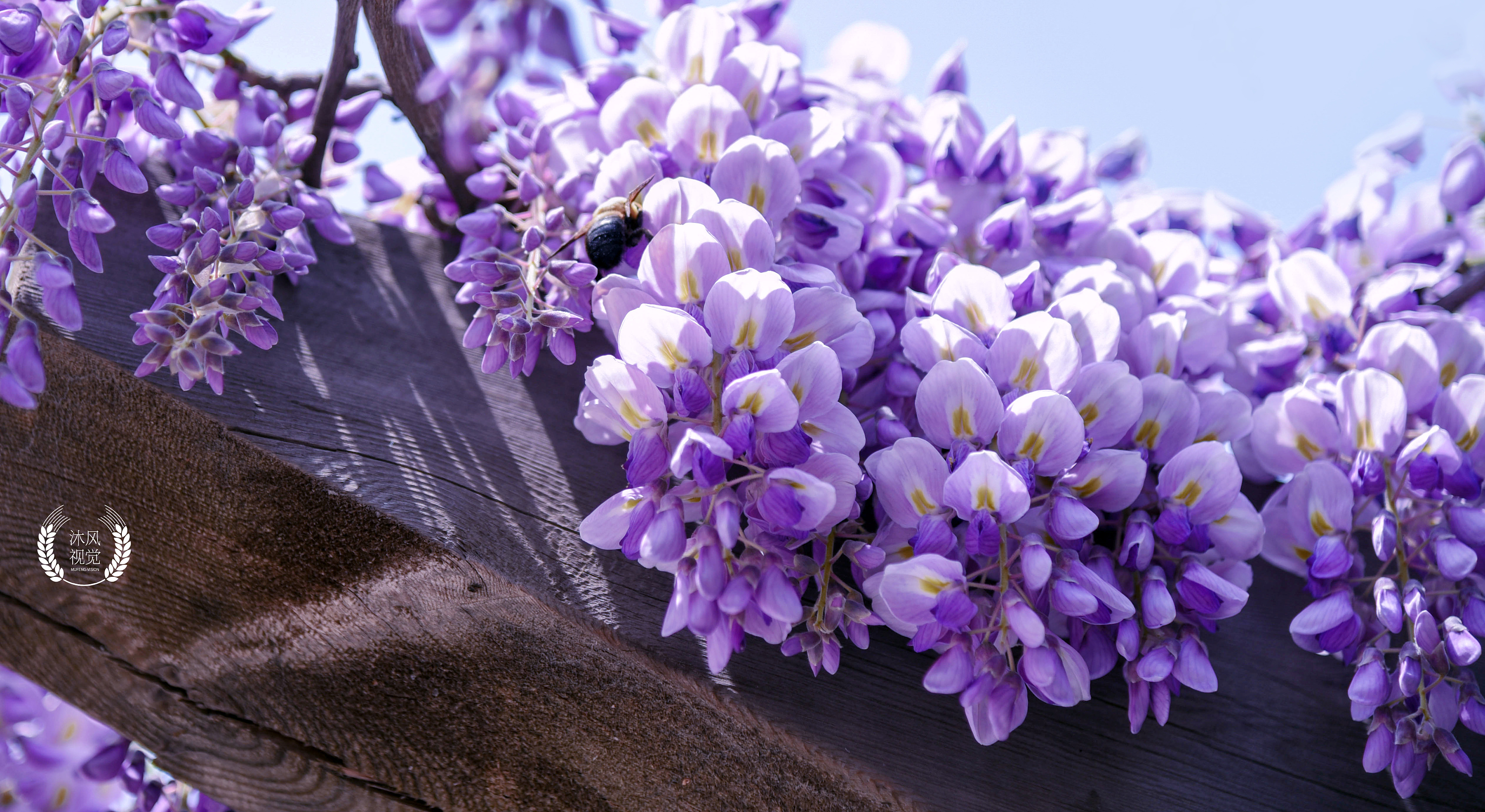 南方养紫藤花不开花？品种要选对，这4种紫藤，两广福建都能养|南方|紫藤|紫水晶_新浪新闻