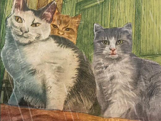 给一个外国主播画的救助小猫的绘本