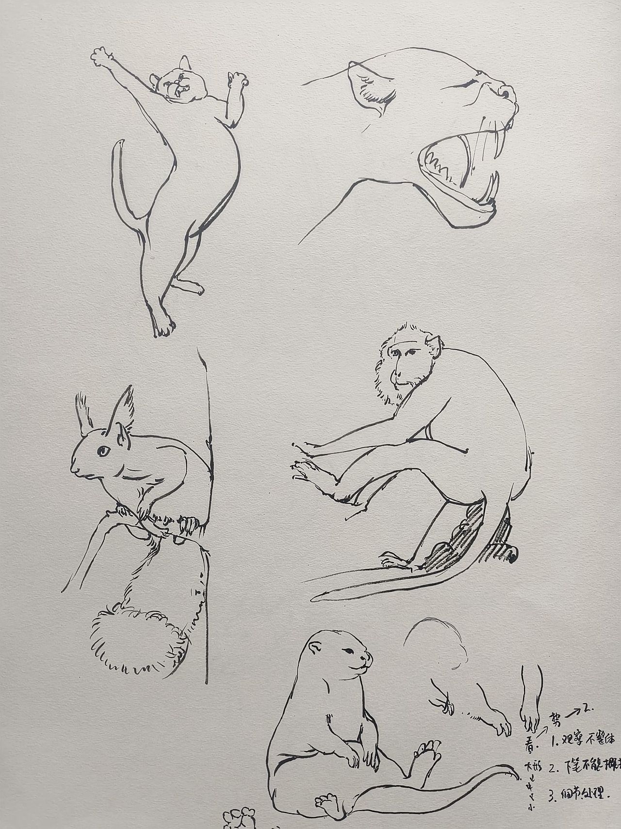 近日动物速写合集(二)