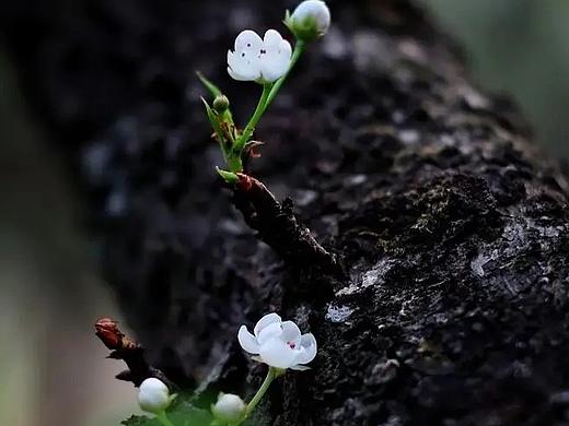 流年的风雨，吹散了几度庭前落花，吹瘦了几许容颜；
