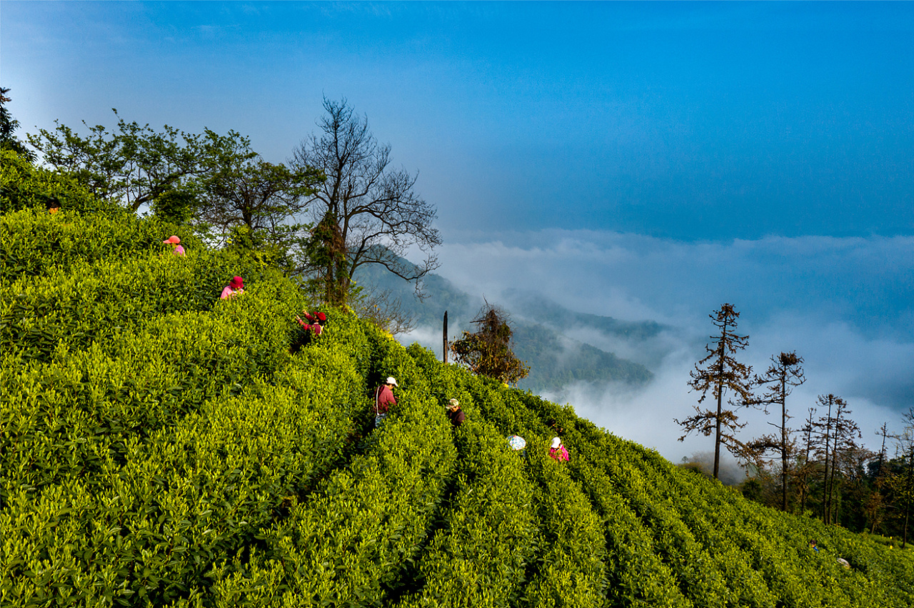 茶山拍摄|摄影|风光摄影|先森wang - 原创作品 - 站酷 (zcool)