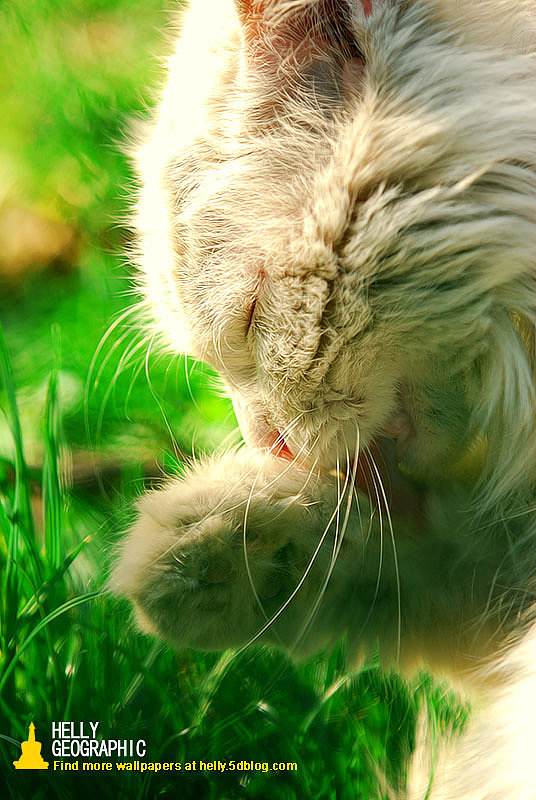 被遗弃的精灵-绿油油版~