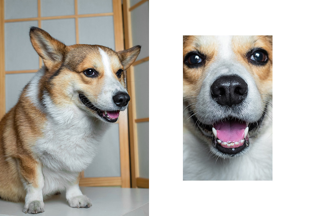 柯基可骑四岁生日纪念照片（图ZMTk5OTE0ODU2） - 宠物摄影 - 站酷设计师佳佳与可骑原创素材 - 站酷ZCOOL