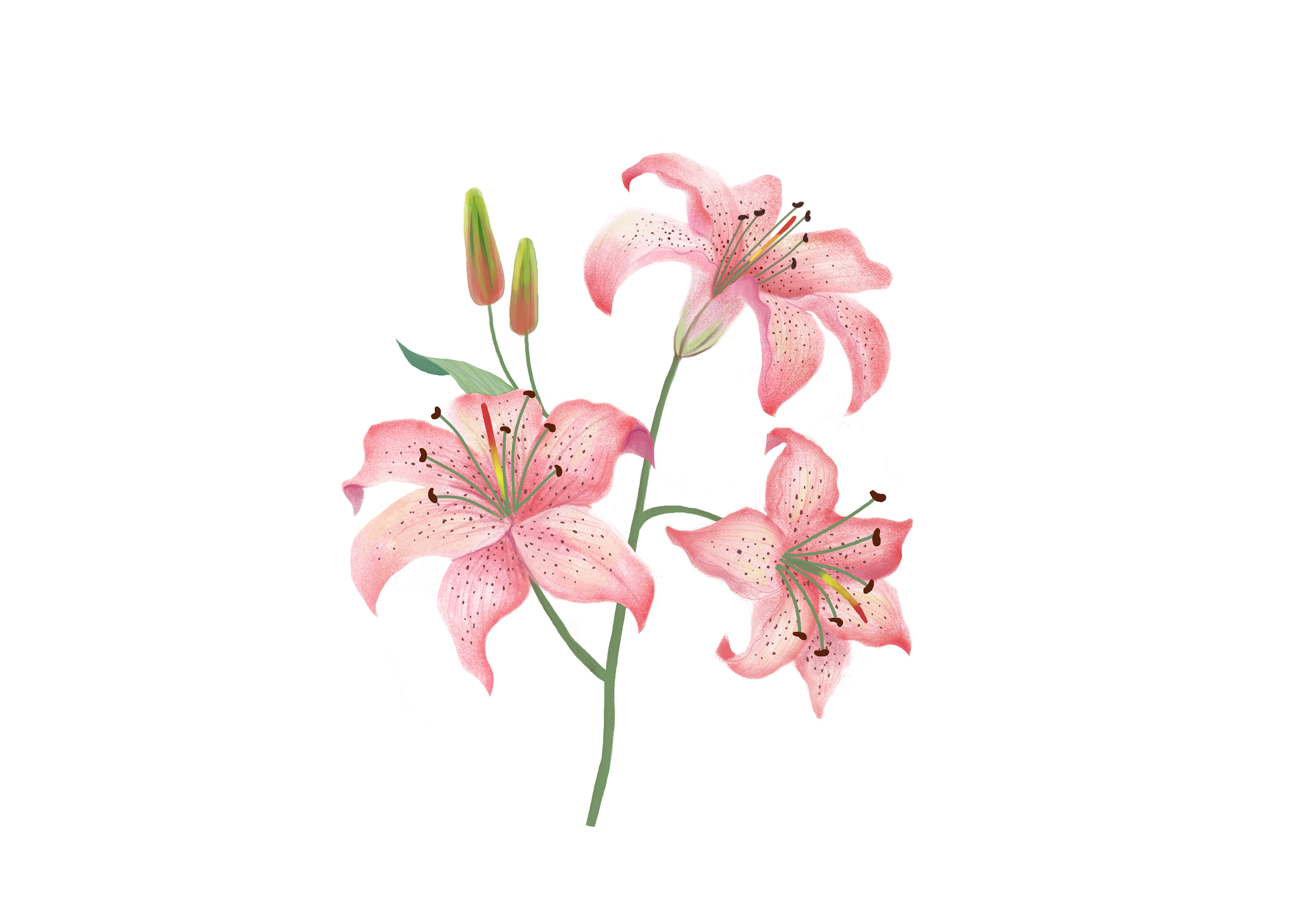 临摹百合花,禁商用|插画|插画习作|亚子插画 - 原创作品 - 站酷