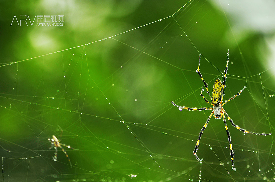 相手蟹大将军（图ZMzk1NTA0NA==） - 宠物摄影 - 站酷设计师ARV雨后视觉原创素材 - 站酷ZCOOL