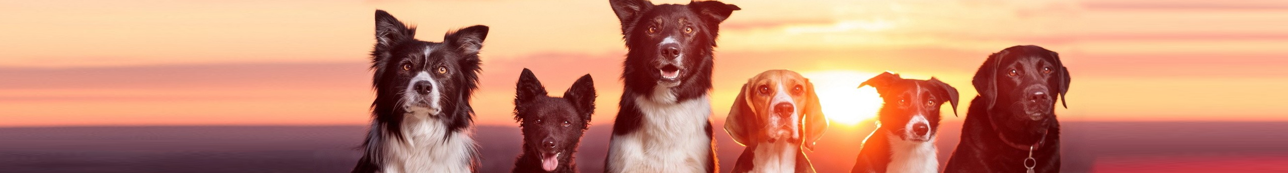 蘇樂樂95的個(gè)人主頁（封面預(yù)覽） - 主頁封面設(shè)置 - 站酷設(shè)計(jì)師蘇樂樂95原創(chuàng)素材 - 站酷ZCOOL