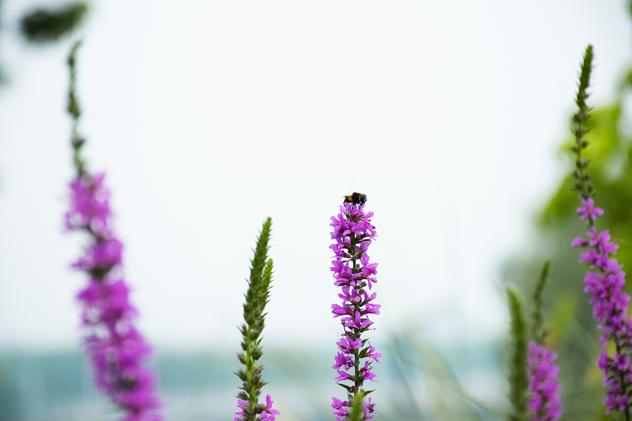 薰衣草上的小蜜蜂
