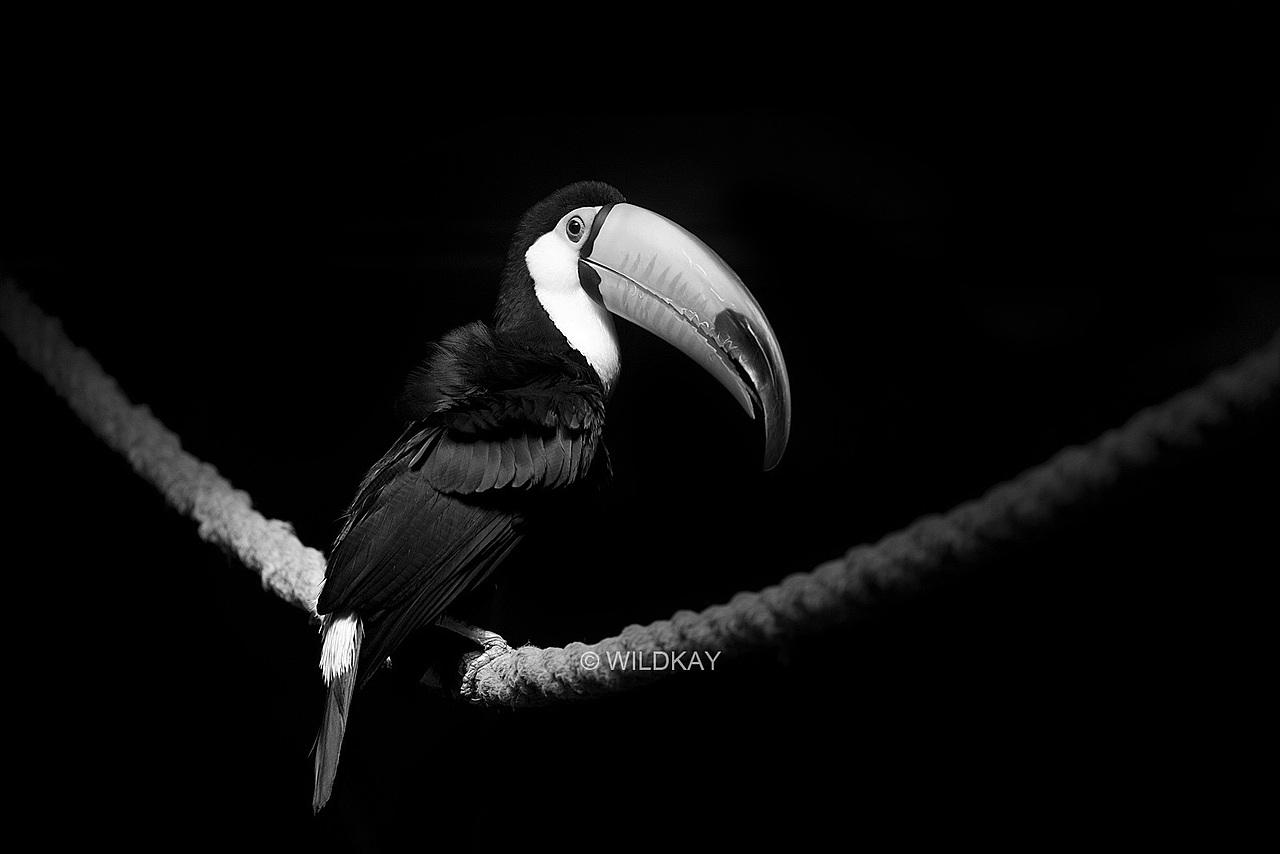 纯影调动物黑白摄影（图ZMjIwOTI3NTY=） - 宠物摄影 - 站酷设计师WildKay原创素材 - 站酷ZCOOL