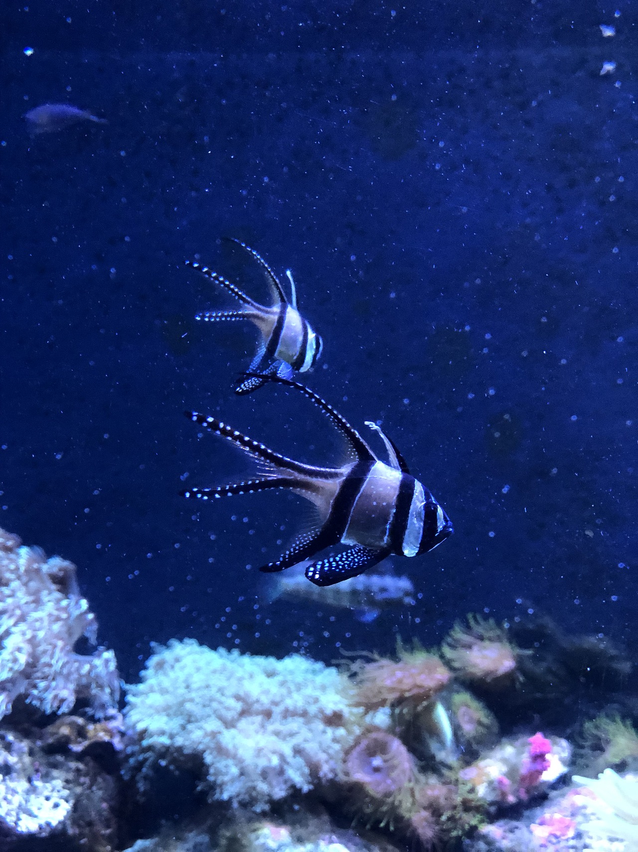 手机拍摄-海洋馆