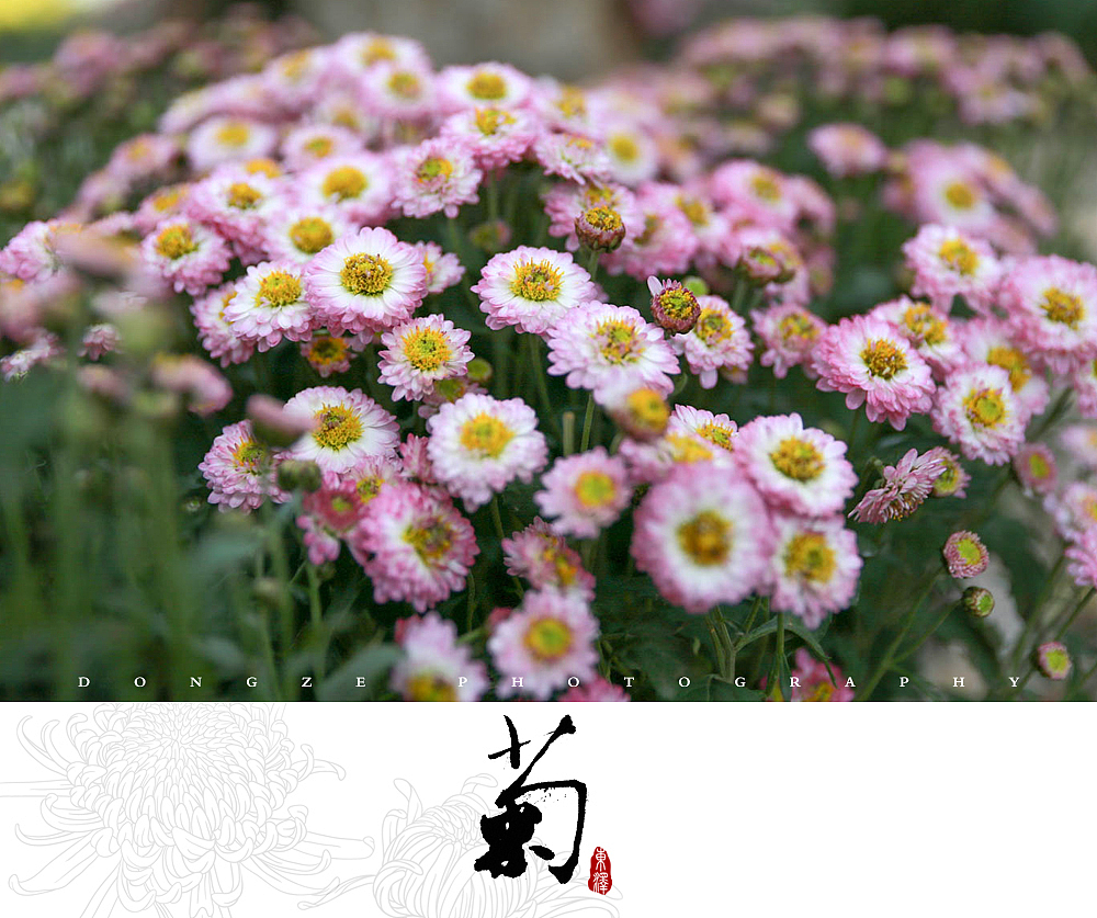 【東泽视觉】福建省第五届菊花展以及莆田市第七届盆景展