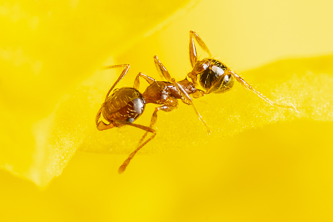 微观世界-今天在家抓了个壮丁（图ZMTk4ODI0ODA0） - 风光摄影 - 站酷设计师bracelee原创素材 - 站酷ZCOOL