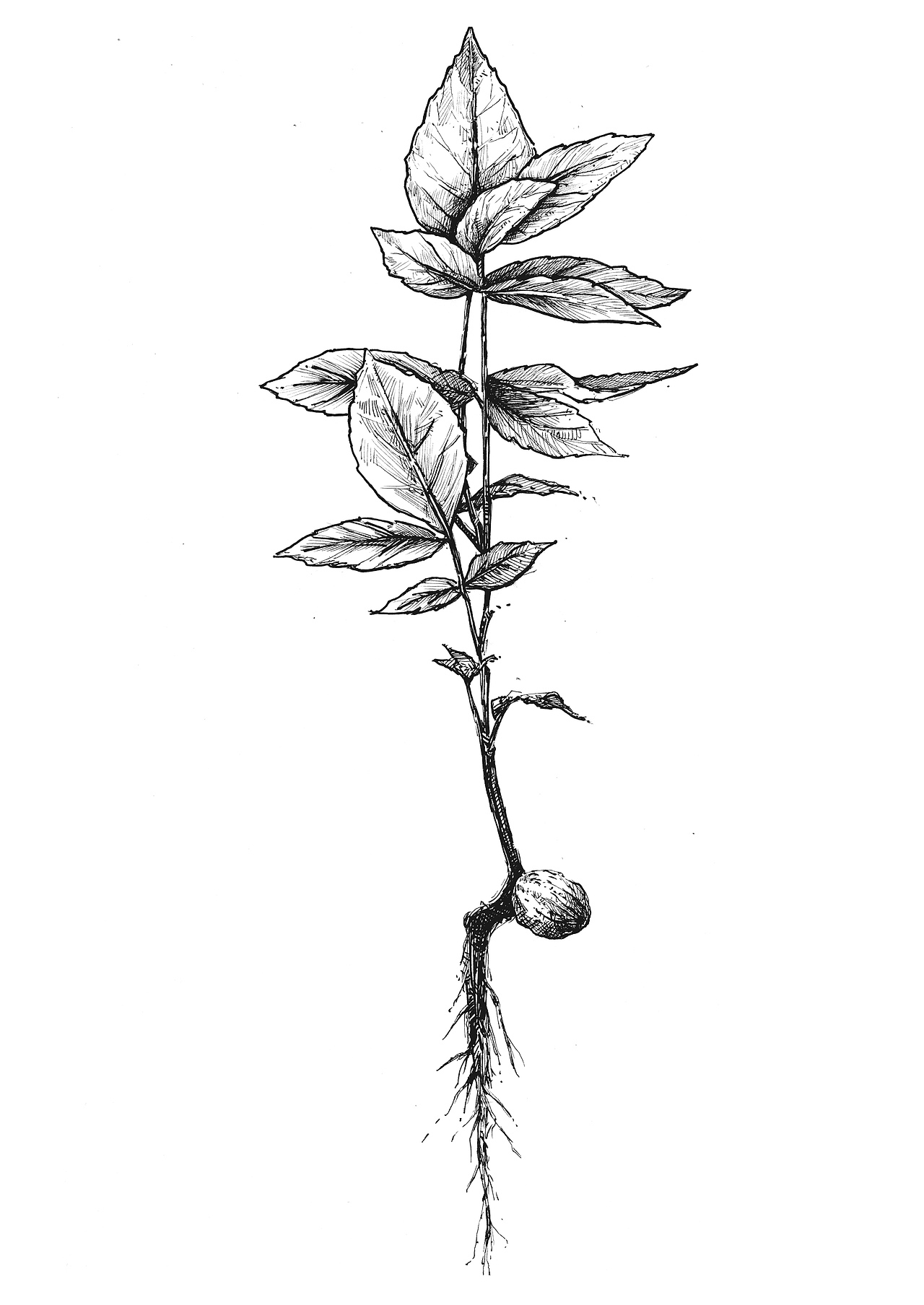 坚果（图ZMzgzMjg2ODQ=） - 商业插画 - 站酷设计师Lao妖怪原创素材 - 站酷ZCOOL