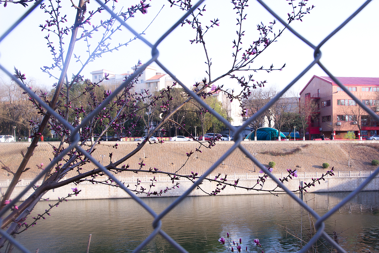 初春的花。等待的夏
