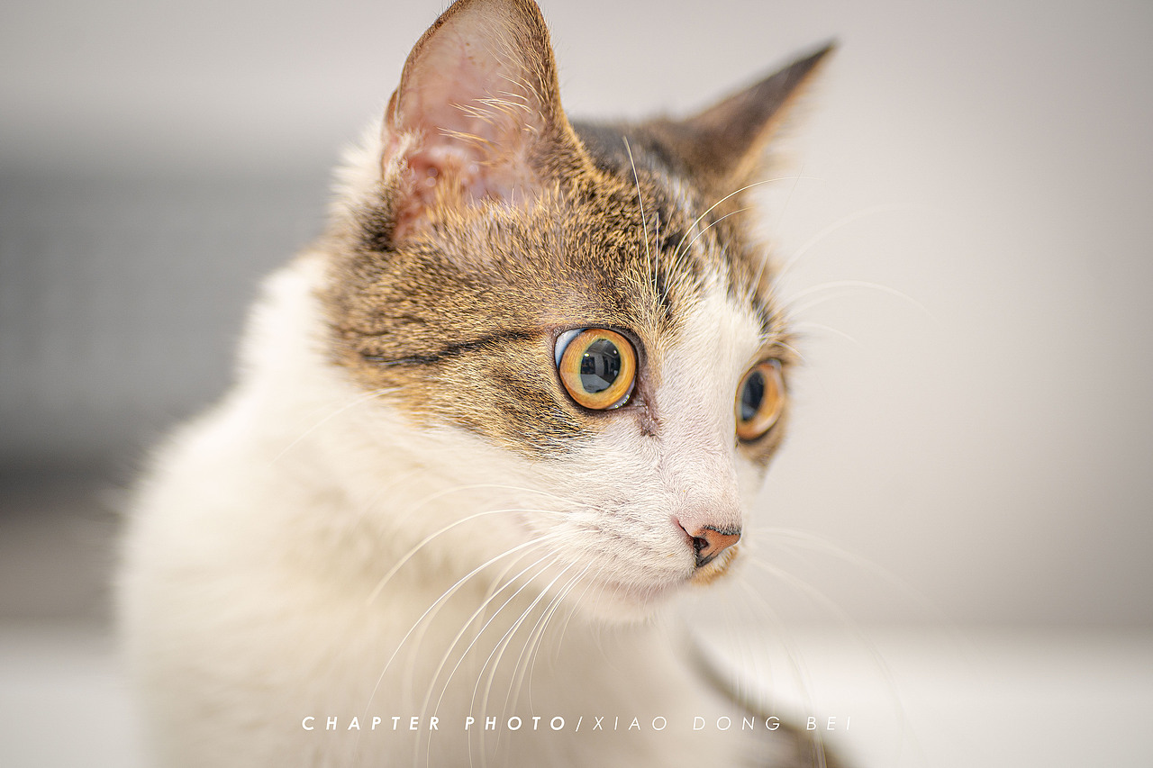 【小东北】虽然铲屎官长的丑，但是把我拍的老美了（图ZMTc3MzI2NDE2） - 宠物摄影 - 站酷设计师三千越甲原创素材 - 站酷ZCOOL