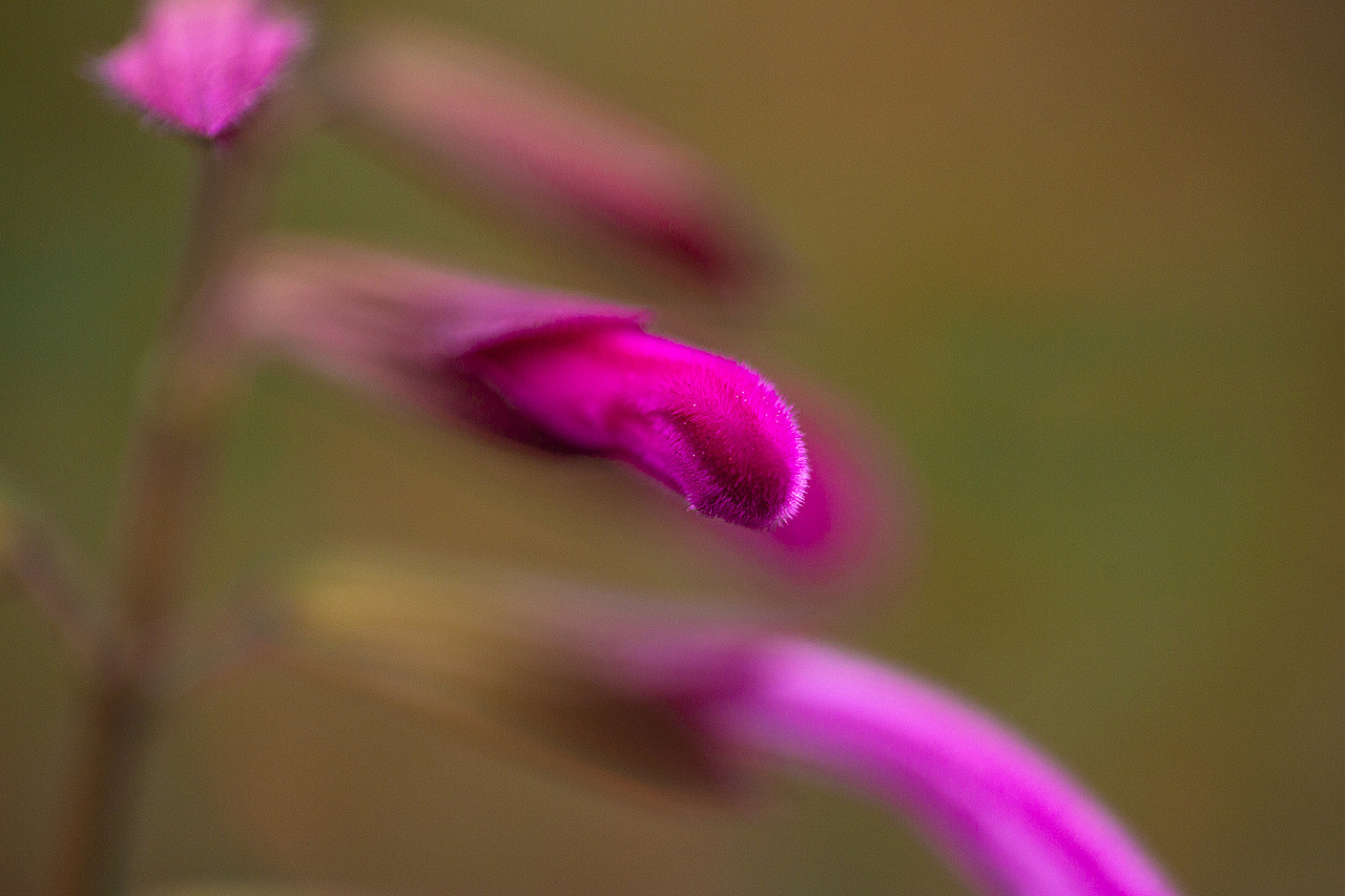 风光摄影——春天的故事1