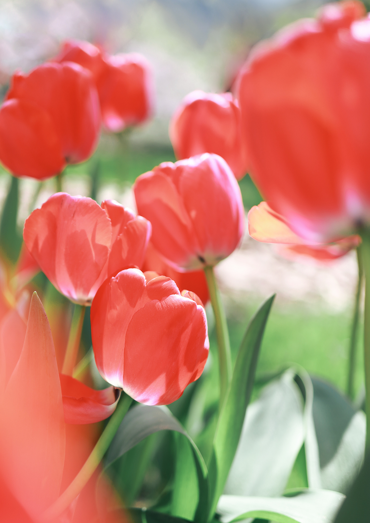 春日顶流-郁金香