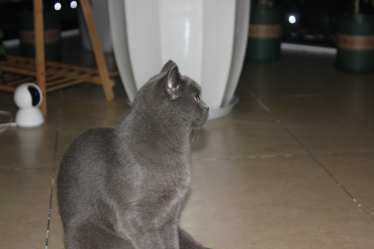 家有傻猫（图ZMjE5NzA3NTYw） - 宠物摄影 - 站酷设计师你猜怎么着原创素材 - 站酷ZCOOL