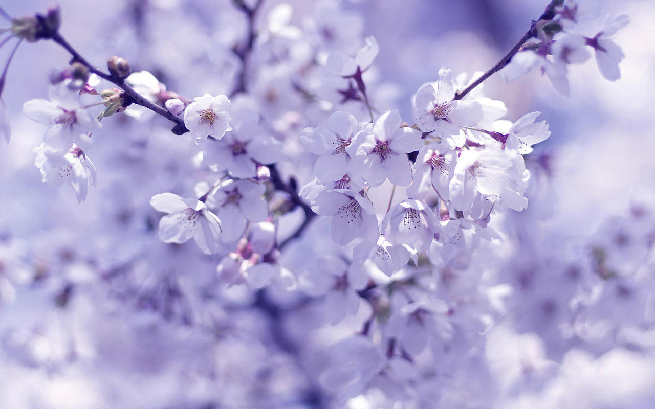 banner花背景