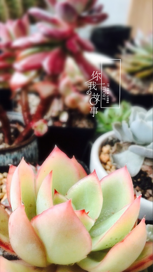 多肉植物（图ZNDIzMTMxNzI=） - 产品摄影 - 站酷设计师羊羊驼驼原创素材 - 站酷ZCOOL