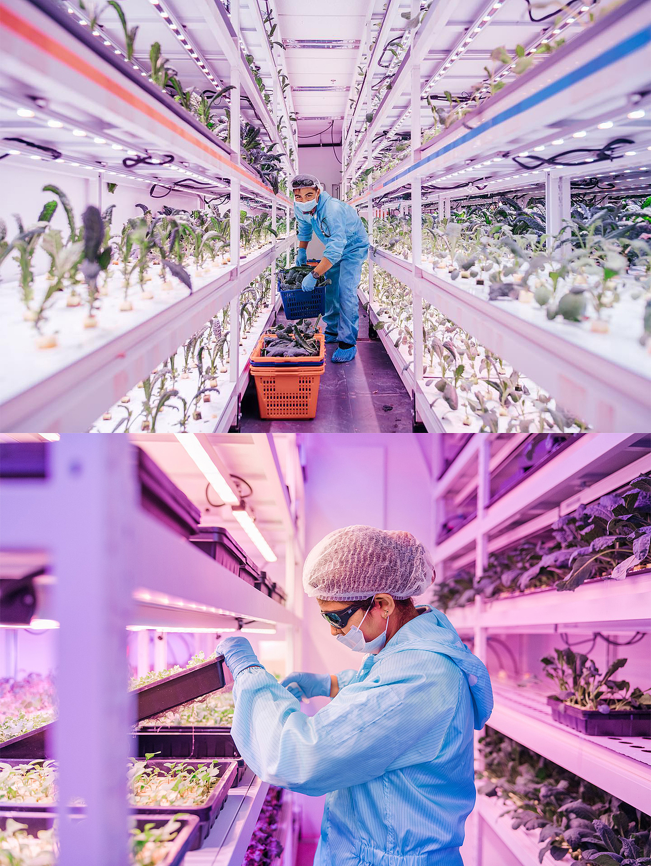 Sustenir Agriculture Singapore（图ZMjI5Njg0ODIw） - 品牌 - 站酷设计师rayzong原创素材 - 站酷ZCOOL