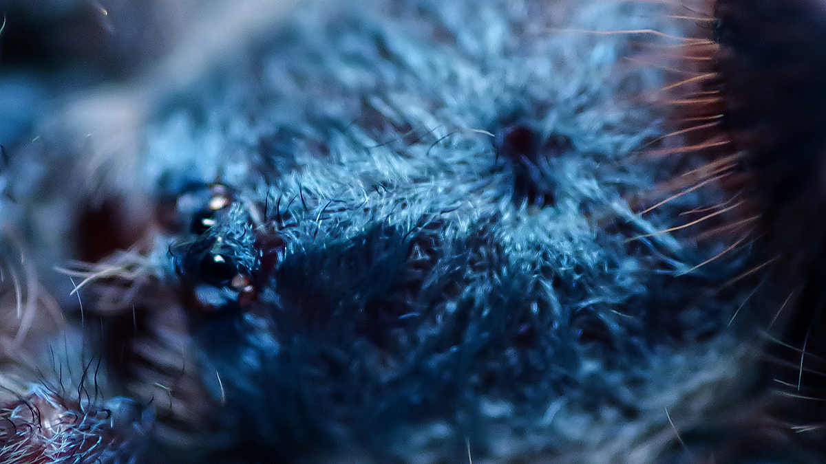 捕鸟蛛摄影（图ZMTY3NDU4ODY4） - 宠物摄影 - 站酷设计师游侠Lo原创素材 - 站酷ZCOOL