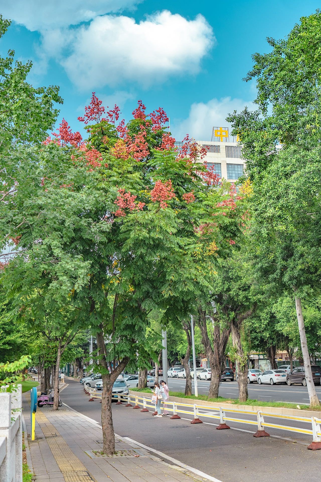 原来这就是史铁生书里的栾树