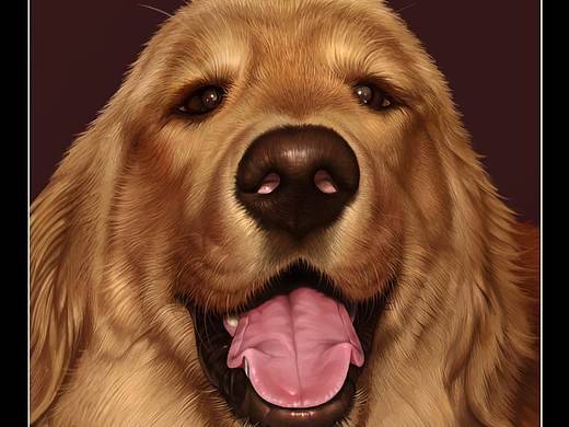 金毛犬