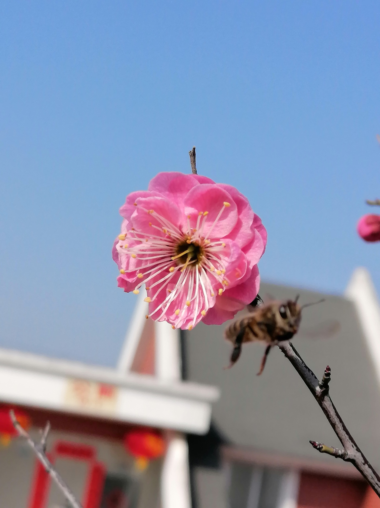 灼灼早春梅，东南枝最早（图ZMTk1Nzk1Mjcy） - 风光摄影 - 站酷设计师Z86709139原创素材 - 站酷ZCOOL