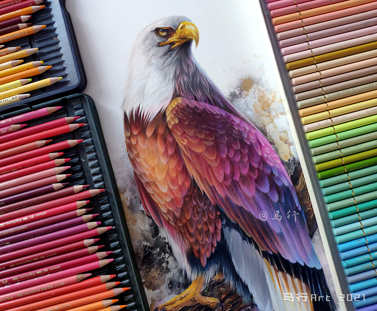 彩铅鹰