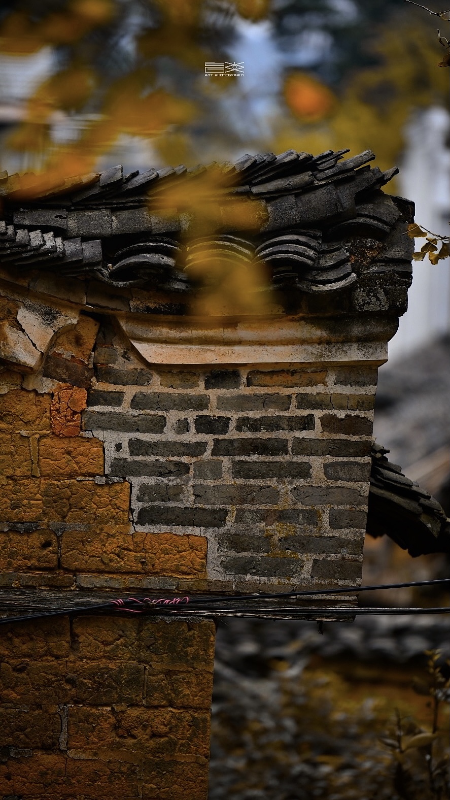 海洋银杏|大桐木湾