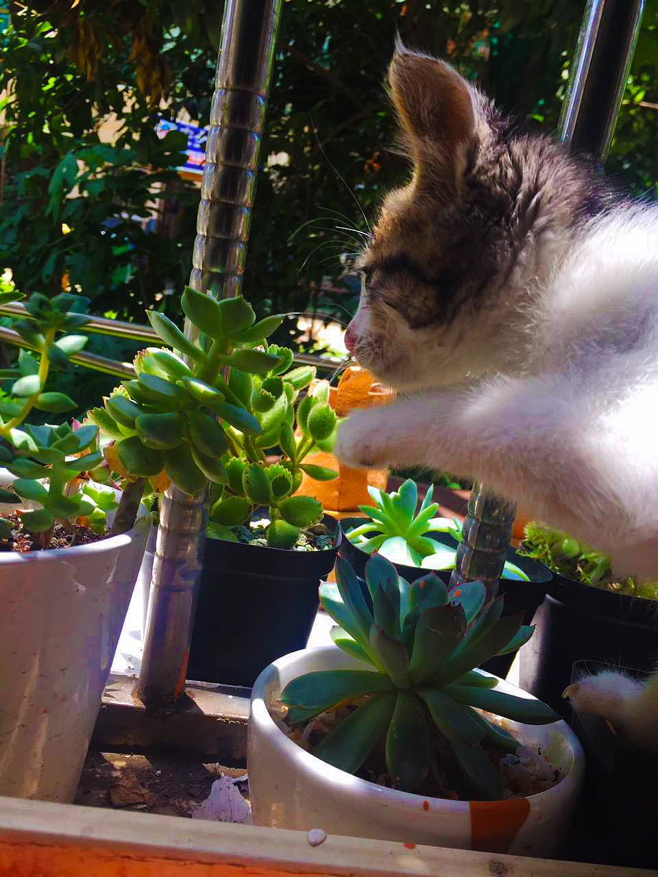 2015-2017年间的一些多肉（图ZODMyNTk5ODQ=） - 产品摄影 - 站酷设计师一一是只汪原创素材 - 站酷ZCOOL