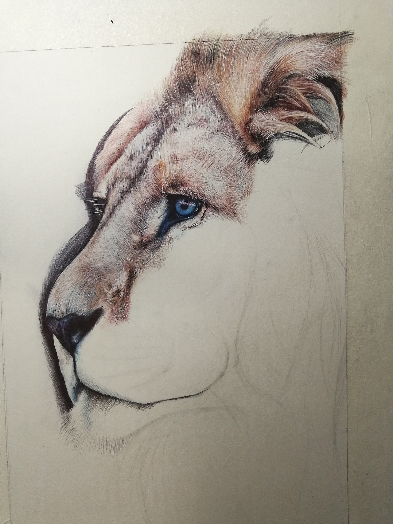 彩色圆珠笔画《雄狮》