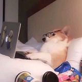 阿伏一个的头像
