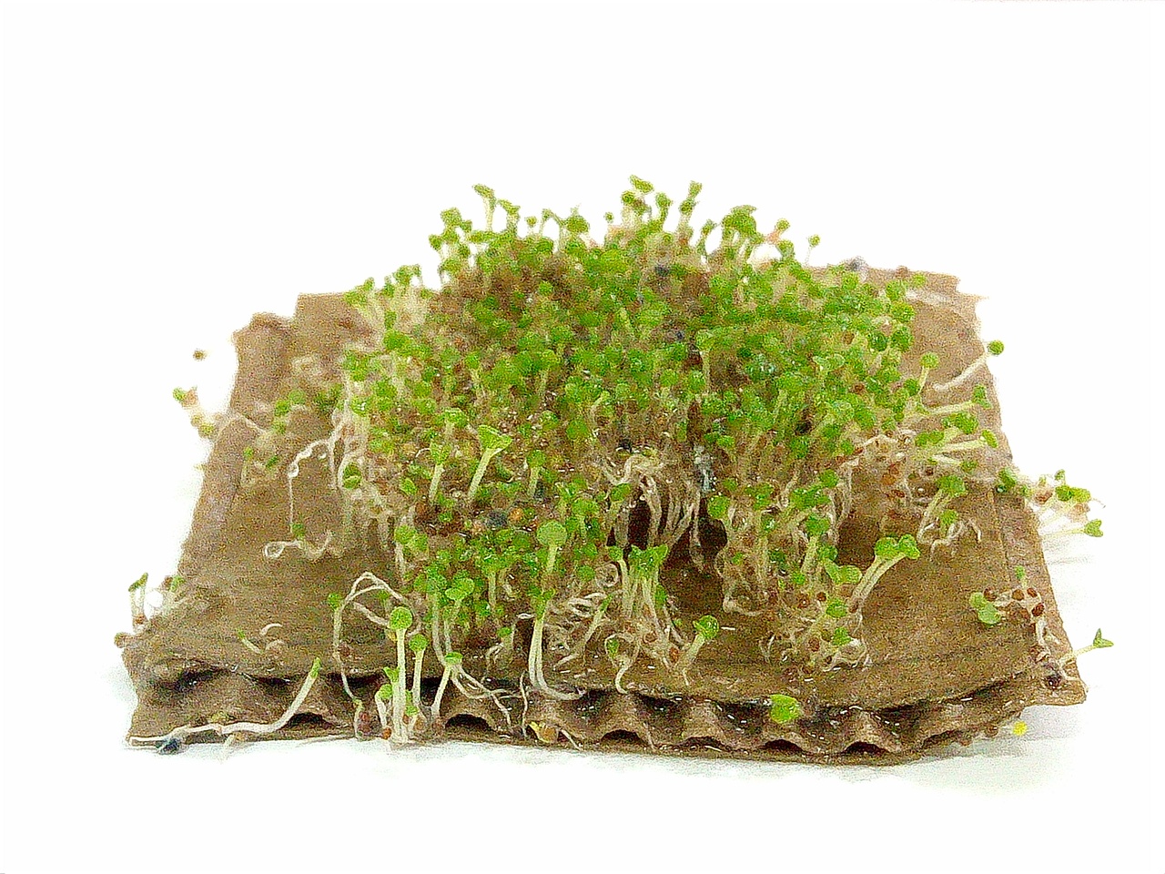 废物利用——绿植瓦楞纸（图ZODkwNTU3Mjg=） - 其他工业/产品 - 站酷设计师赵雅茉原创素材 - 站酷ZCOOL