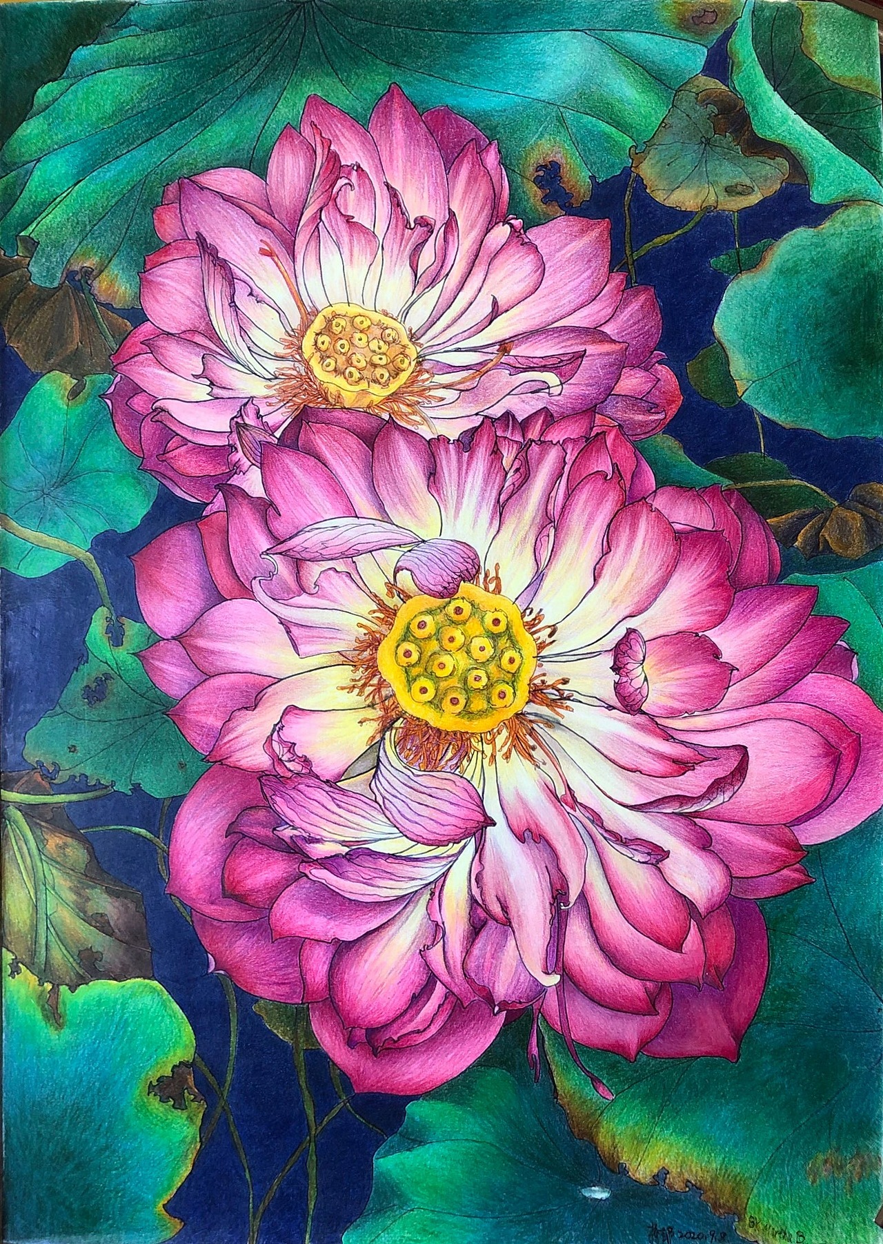 【彩铅】夏末荷花|纯艺术|绘画|画彩铅的蓊郁_原创作品-站酷(zcool)