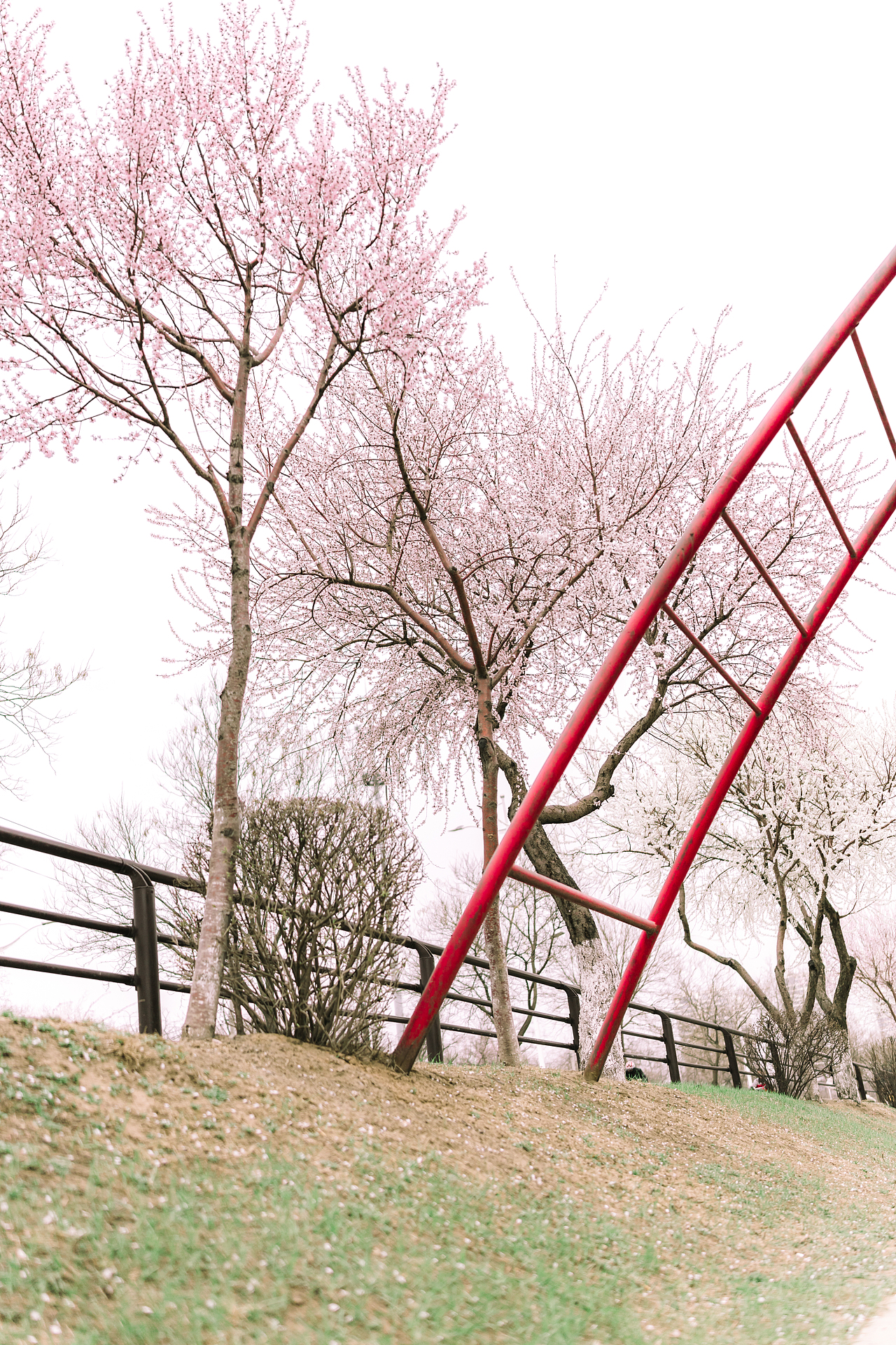 故乡的Sakura开了（雾（图ZMjQ5ODIzNDU2） - 风光摄影 - 站酷设计师Myth神话丶原创素材 - 站酷ZCOOL