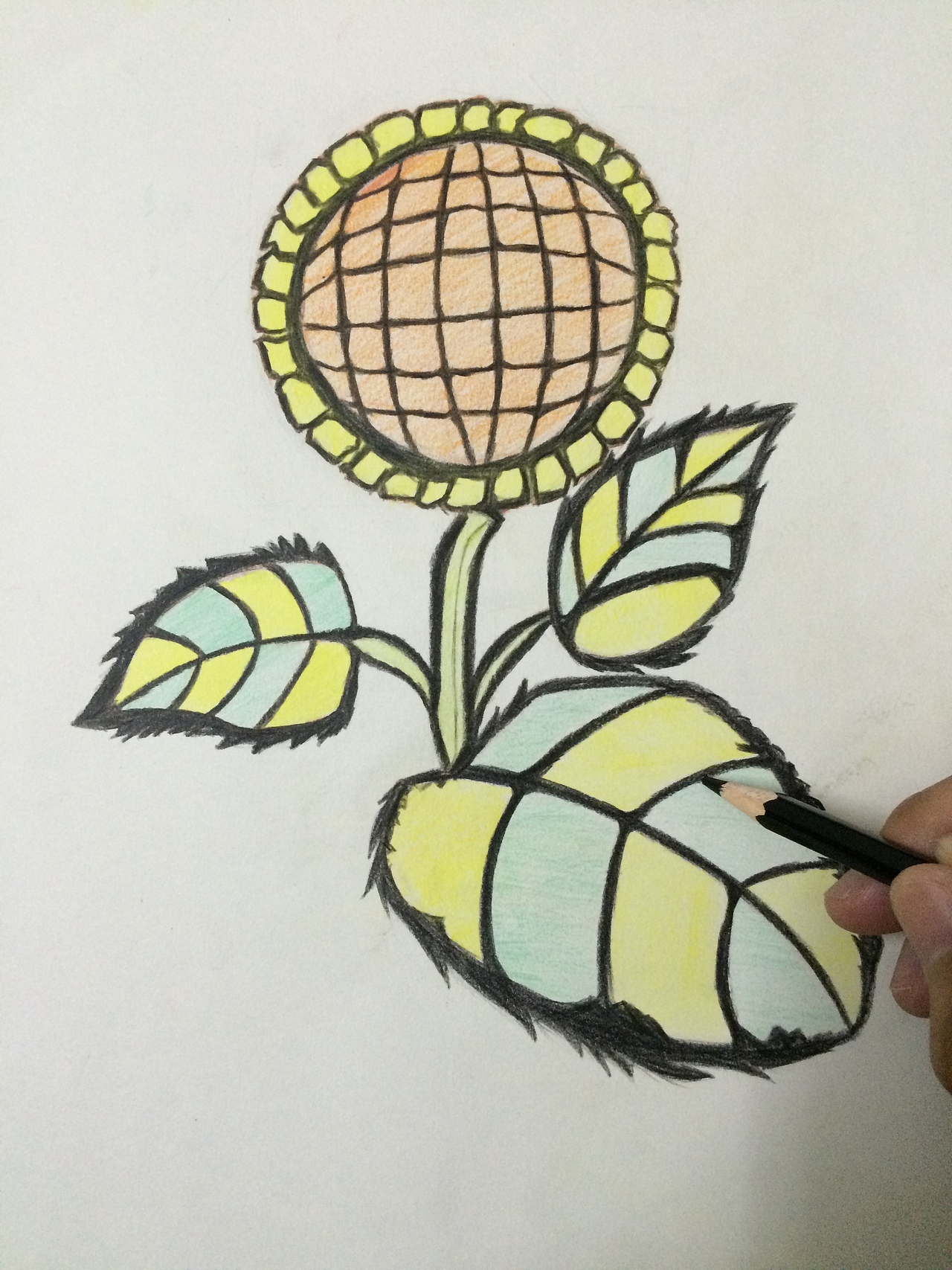 向日葵色铅笔画