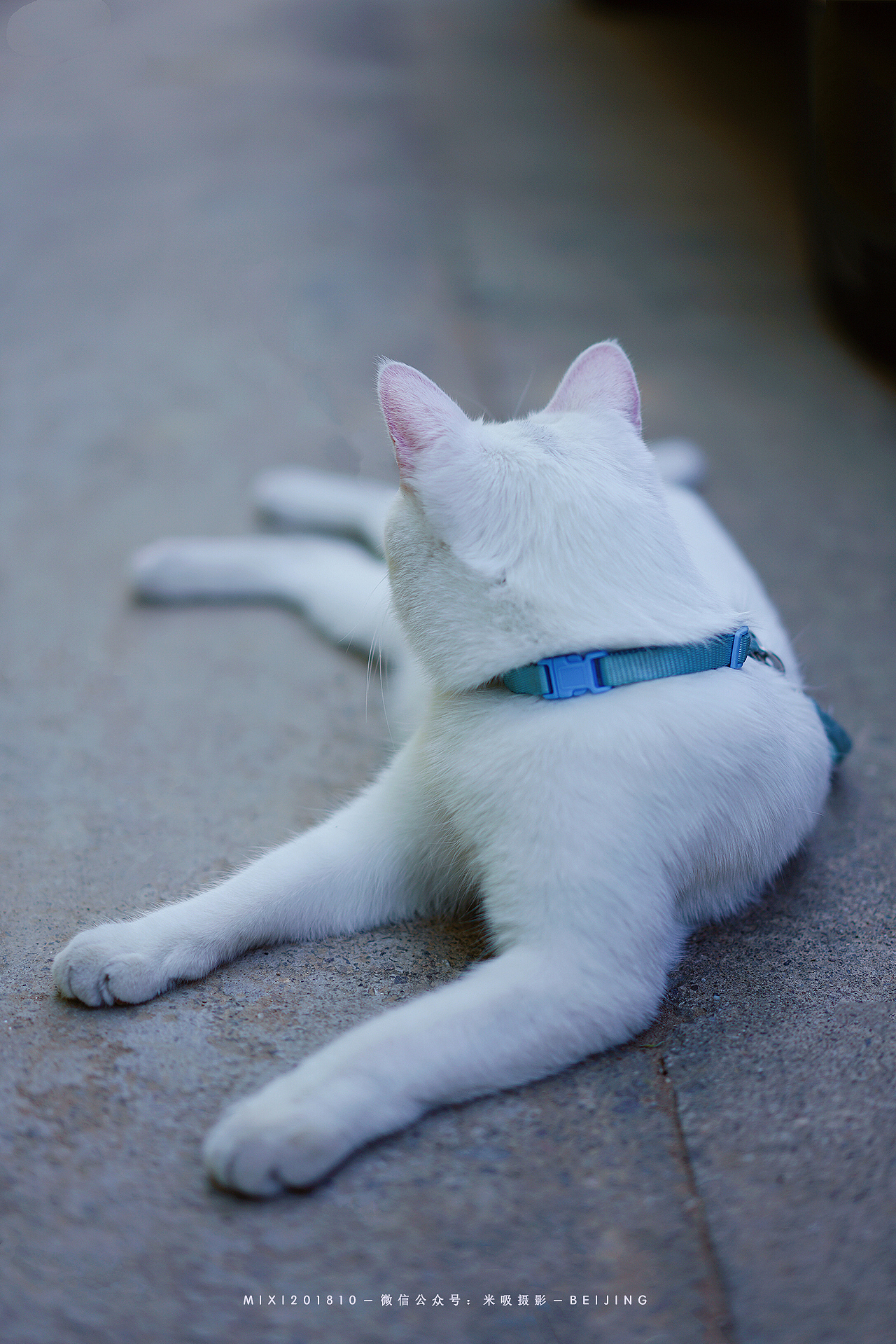 《遛猫吖》米吸摄影