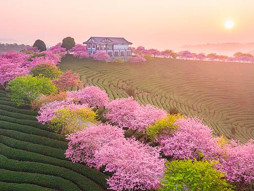 永福樱花