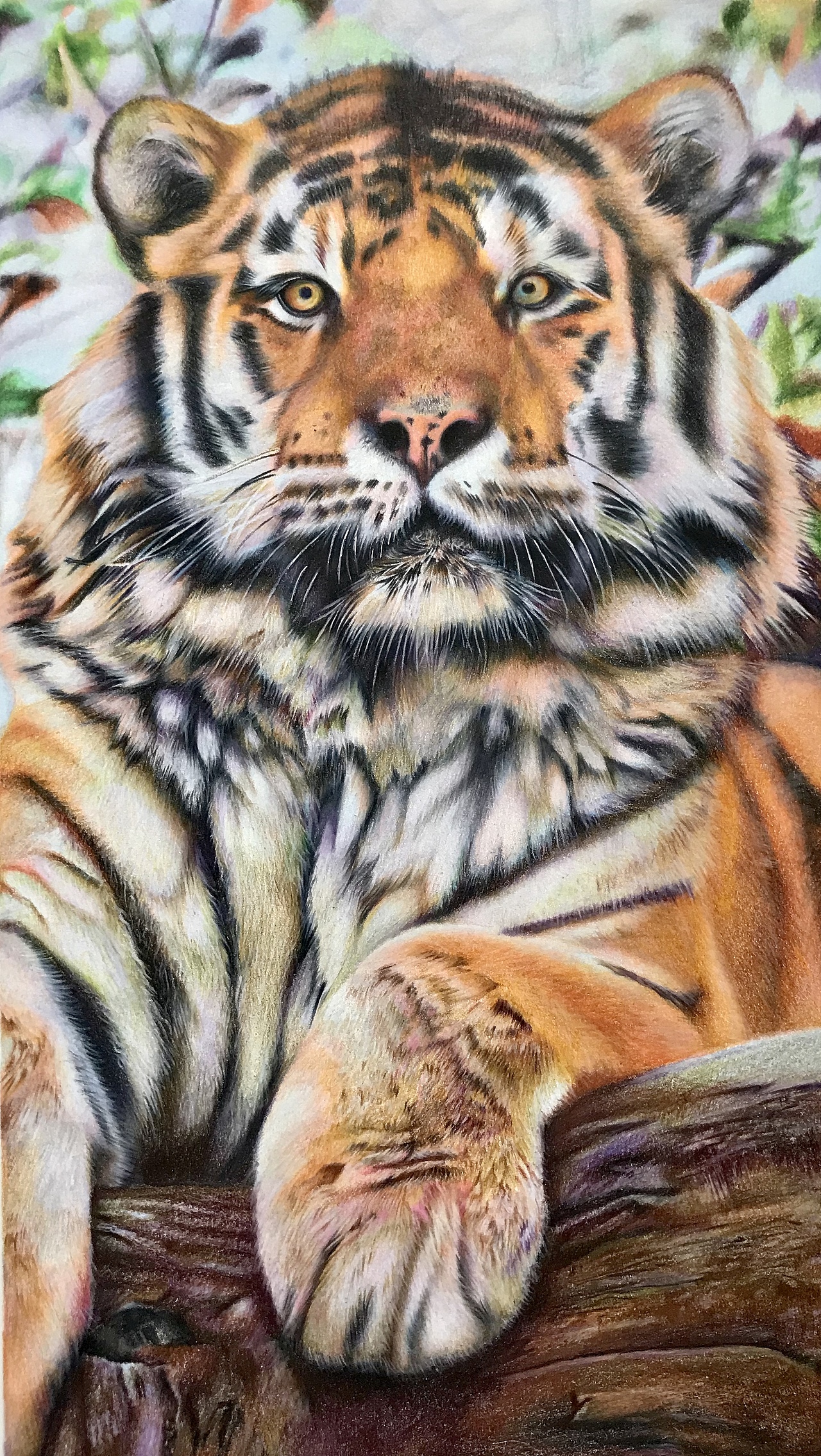 彩铅动物系列之-东北虎2、霹雳马偏写实风格