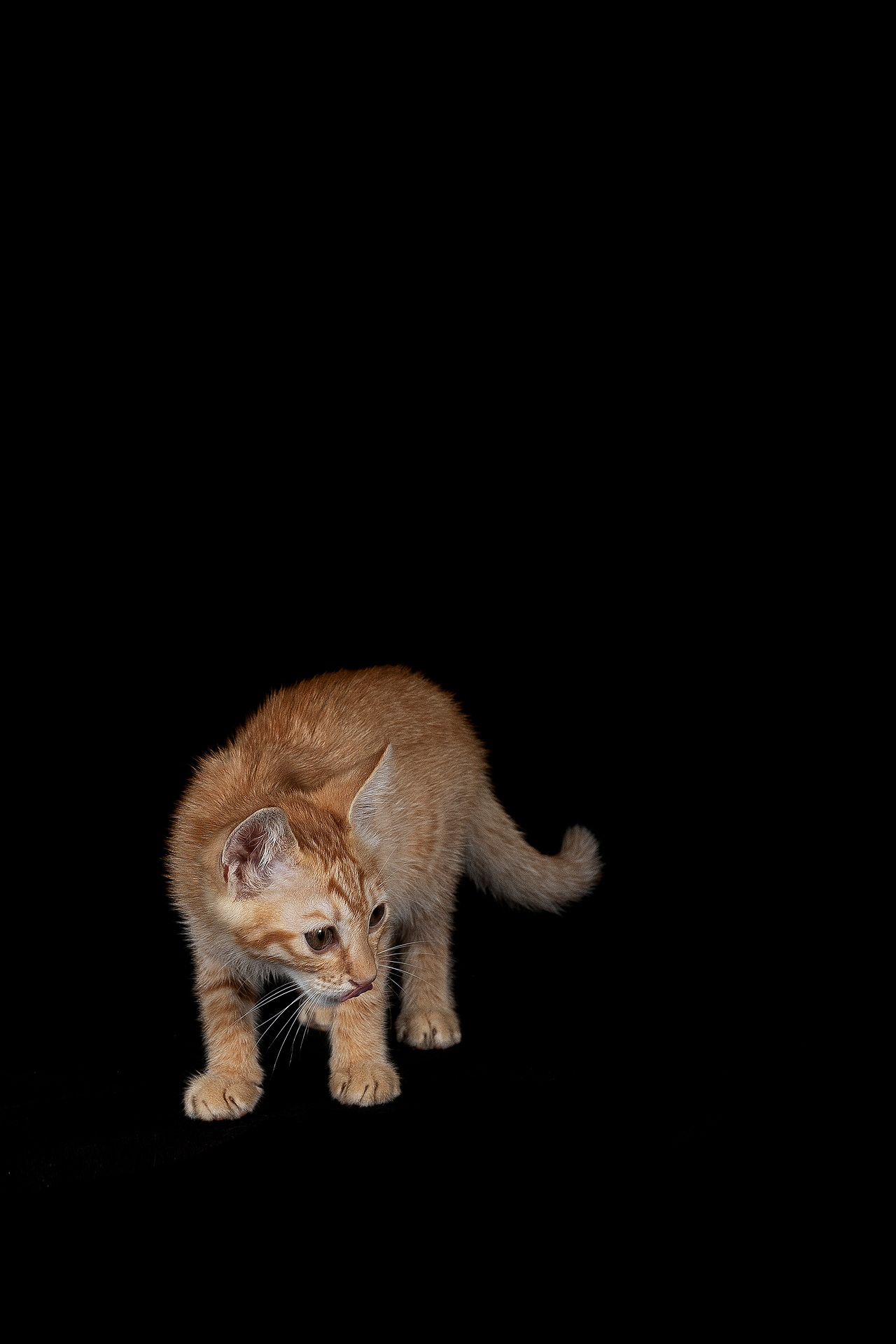 中华田园·橘猫 