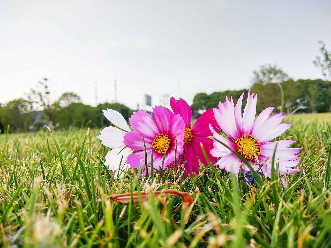 太湖水 花草情（图ZODE3NjM2MTY=） - 风光摄影 - 站酷设计师ldwan原创素材 - 站酷ZCOOL