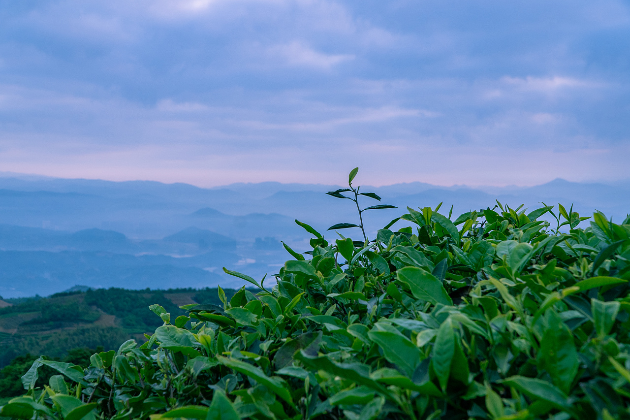 面朝大海的福鼎茶园