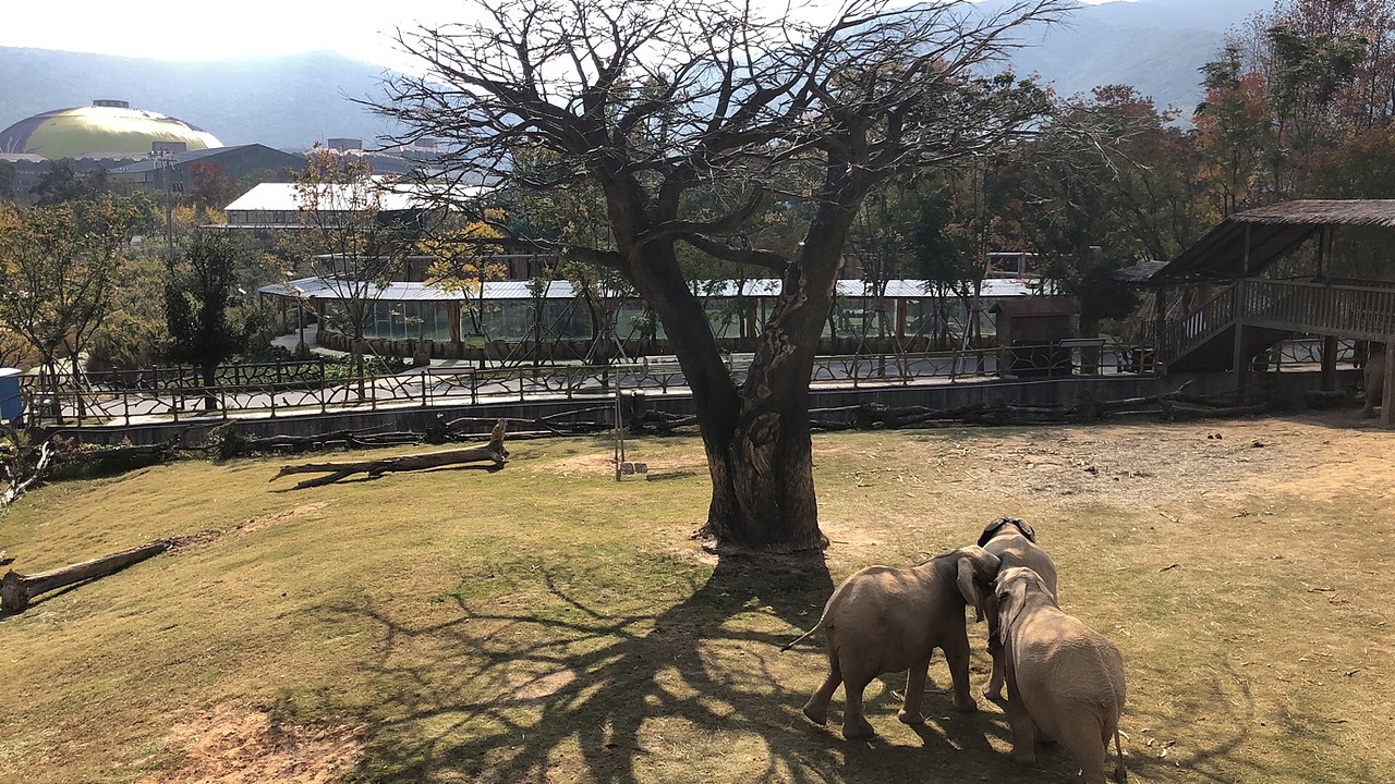 动物园里有什么